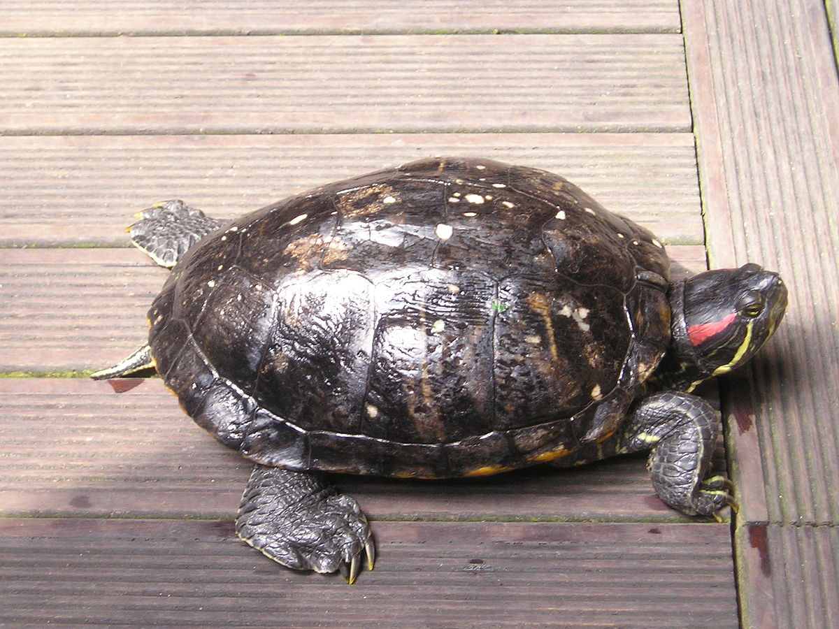 https://upload.wikimedia.org/wikipedia/commons/thumb/4/4a/Tortue_floride_france.JPG/1200px-Tortue_floride_france.JPG