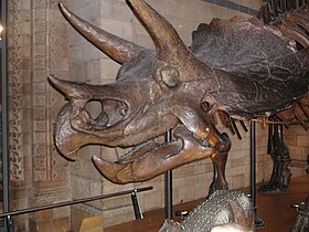 Triceratopo, Dinossauro Rei Wiki