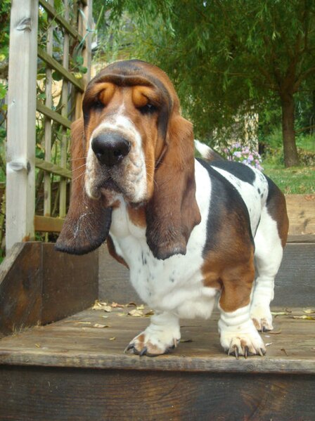 File:Tricolor basset-hound.jpg