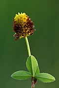 Trifolium spadiceum (SDG 15)
