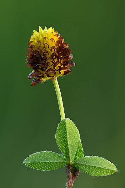 File:Trifolium spadiceum - Niitvälja.jpg