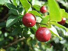 Triphasia trifoliata плодове.jpg