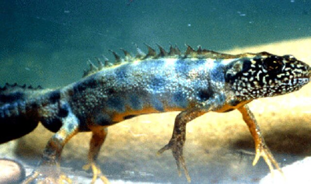 File:Triturus_carnifex_italico.jpg