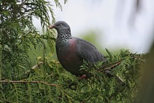 Trocaz Pigeon at Monte Palace Tropical Garden, Madeira on June 8, 2019. Trocaz Piegon shot (2).jpg