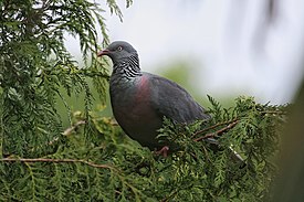 Trocaz Piegon shot (2).jpg