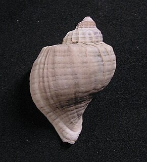 <i>Trophon</i> Genus of gastropods