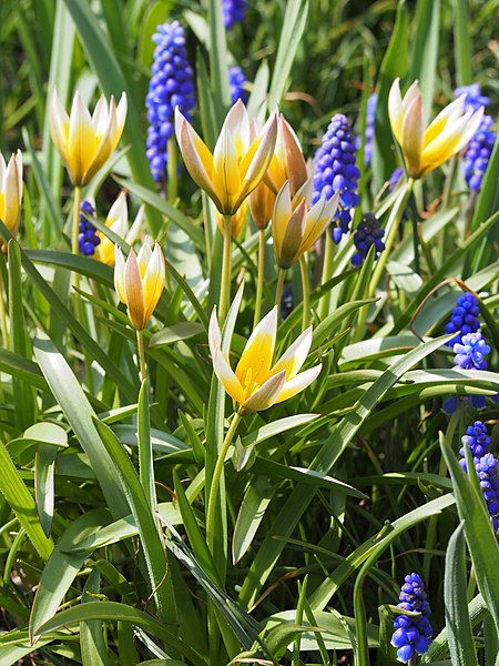 File:Tulipa tarda Tulipan Tarda 2017-04-09 01.jpg