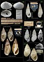Collage/Figures of type specimens of Mollusca including Parthenina decussata