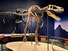 Cast of the skeleton of Jane, a juvenile tyrannosaurid in the Burpee Museum of Natural History in Rockford Tyrannosaurus Rex Jane.jpg