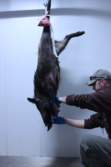 A hunter takes a blood sample for ASP testing of a wild boar he killed outside Kaiserslautern, Germany, October 2, 2018. U.S. Air Force Master Sgt. Kristopher Worcester takes blood sample of a wild boar he killed outside Kaiserslautern to test for African Swine Fever, Germany, 2018-10-02.png