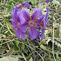 Unknown violett flowers