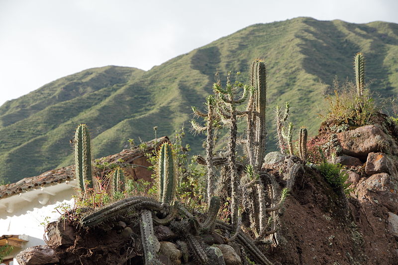 File:Urubamba-IMG 7145.JPG