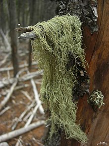 Usnea scabrata - Flickr - pellaea.jpg