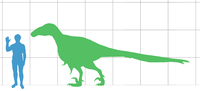 Utahraptor with a human to scale. Utahraptor scale.png