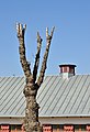 VDNKh Topped tree and roof of Pavilion No 47.jpg