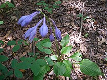 VM 5259 Muyu bukit hutan - biru flowers.jpg