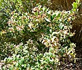 Vaccinium consanguineum 1.jpg