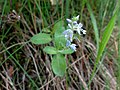 Veronica officinalis (ru:Вероника лекарственная) (en:Heath speedwell, common speedwell, common gypsyweed, or Paul's betony) (de:Echte Ehrenpreis oder Wald-Ehrenpreis) (lv:Zemteka jeb ārstnieciska veronika)