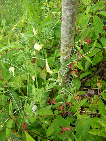 File:Vicia lutea1.jpg