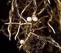 Vicia sepiumの根に付く根粒