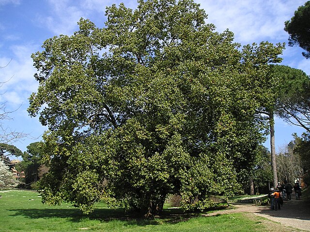 File:Villa_Doria_Pamphili_quercia_grande.JPG