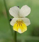 Viola arvensis 160405.jpg
