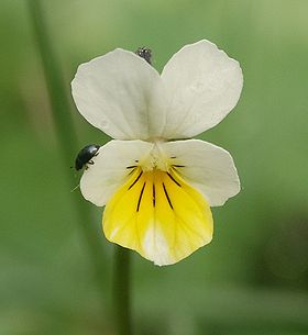 Ager-Stedmoderblomst (Viola tricolor) Foto: Bernd Haynold