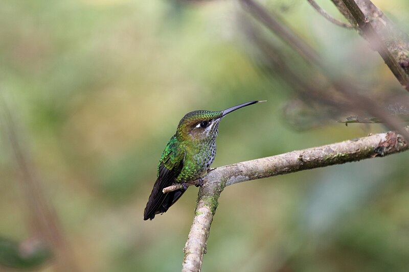 File:Violet-fronted Brilliant (Heliodoxa leadbeateri) female (9496844761).jpg