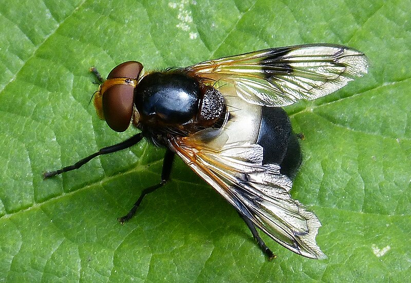 File:Volucella pellucens (24907366047).jpg