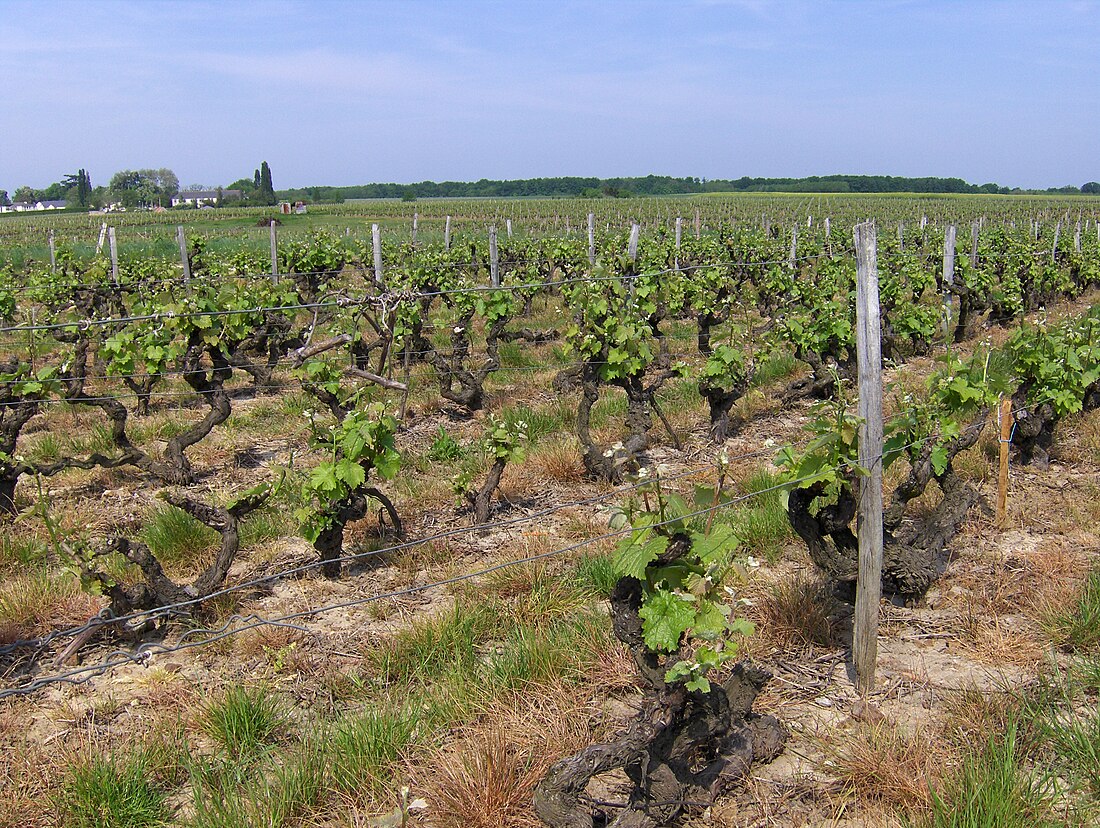 File:Vouvray Vineyard after budbreak.jpg