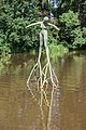 * Nomination Woman on branches. Location. City park of Winschoten. --Famberhorst 05:02, 15 June 2018 (UTC) * Promotion Could you reduce the exposure (or at least the highlights) a bit? --Poco a poco 05:58, 15 June 2018 (UTC)  Done. Small correction. Thanks for your reviews.--Famberhorst 15:34, 15 June 2018 (UTC)  Support Just over the bar, some small areas are indeed gone... --Poco a poco 05:54, 16 June 2018 (UTC)