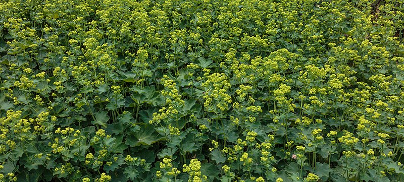 File:Vrouwenmantel Alchemilla mollis. Locatie, Tuinen Mien Ruys 01.jpg