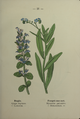 Ajuga reptans plate 21 in: Wayside and woodland blossoms, 1895