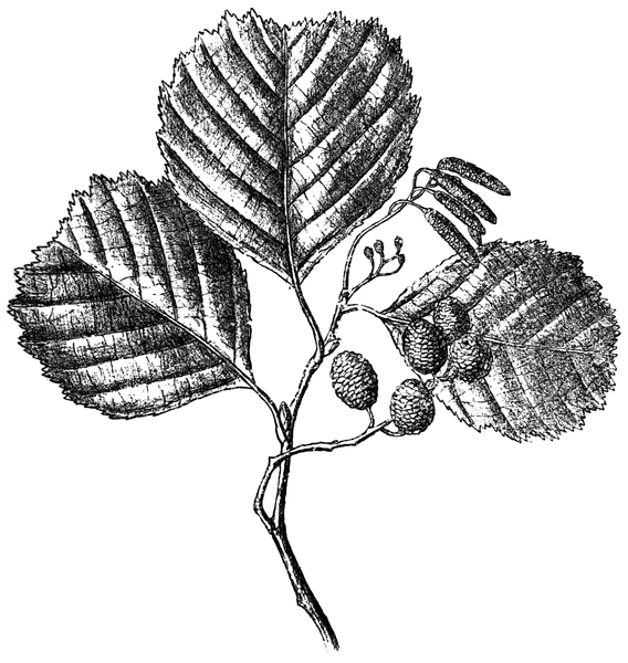 File:WWB-0307-150-Alnus glutinosa-crop.png