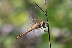 ♀ Pantala flavescens