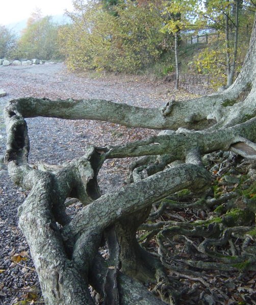 File:Washed out tree roots, Derwentwater - geograph.org.uk - 1209102.jpg