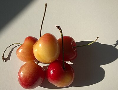 Rainier cherry