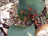 Welwitschia-mirabilis-2.jpg