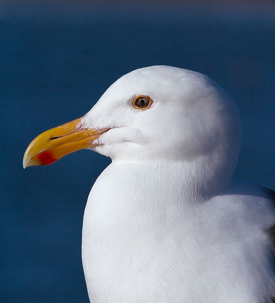 File:Western gull larus occidentalis 4908.jpg