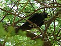 White-billed buffalo weaver 1.jpg