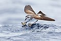 White-faced storm petrel