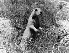 White-tailed prairie dog, standing in vegetation White-tailed prairie dog. - DPLA - ef5e90d4ad28c68252d78025ca91bf98.jpg