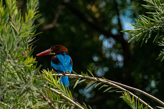 A Blue Throated Kingfisher Captured in New Delhi