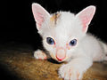 * Nomination White kitten --JDP90 13:40, 28 April 2012 (UTC) * Decline Bad crop at bottom, unsufficient DoF. --Yann 04:20, 29 April 2012 (UTC)