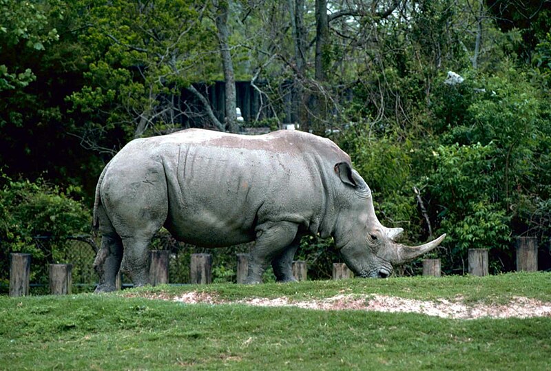 File:White rhinoceros or square lipped rhinoceros animal ceratotherium simum.jpg