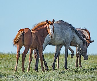 Feral horses