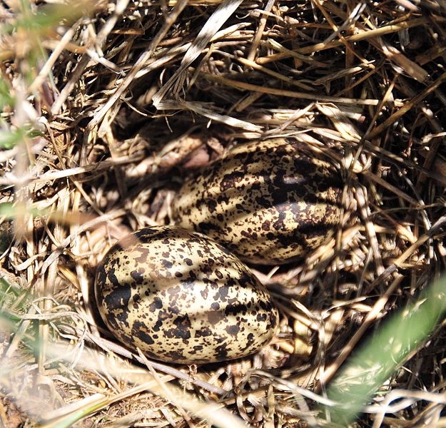 File:Wilson's Phalarope Nest (12824420113).jpg