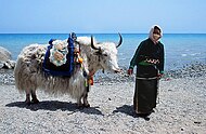 青海湖にて。