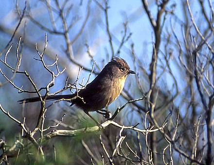 Wrentit, the most characteristic bird of the chaparral