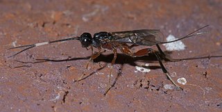 <i>Wroughtonia</i> Genus of wasps